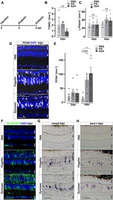 Inflammation is a critical factor for successful regeneration of the adult zebrafish retina in response to diffuse light lesion